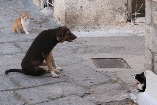 Scooby soon made friends with the local cats